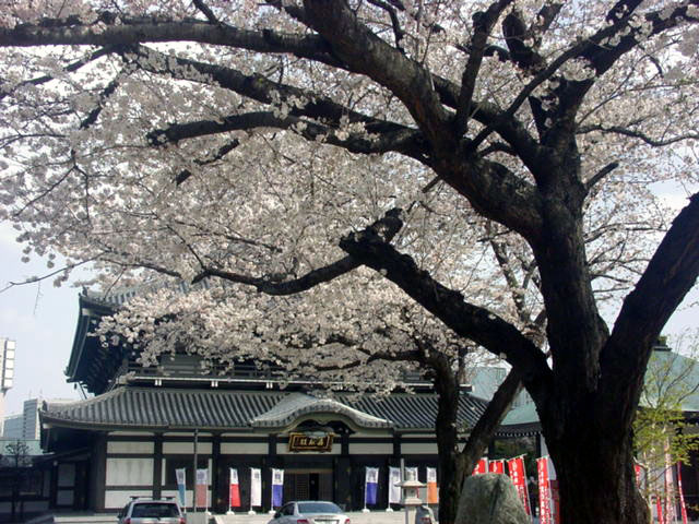 高野山東京別院の桜