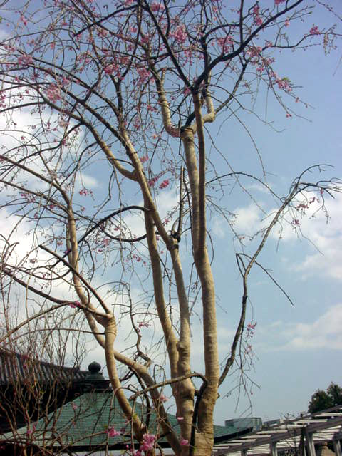 高野山東京別院のしだれ桜