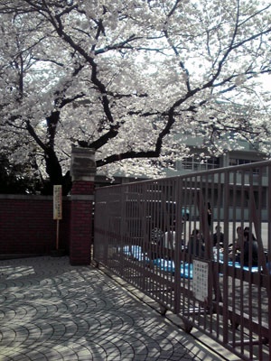 花の慶応中学校