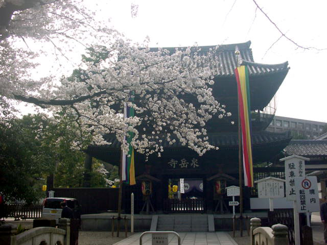 泉岳寺の桜