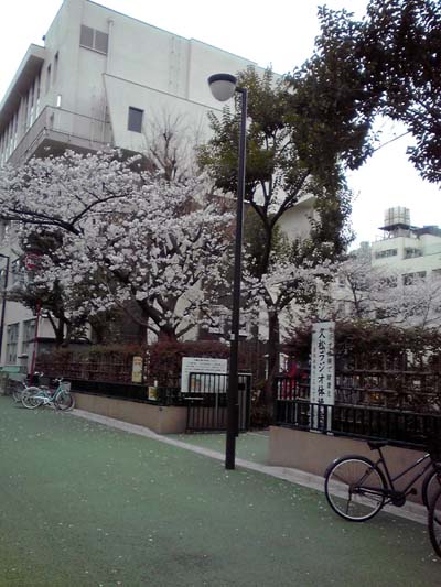 久松小の桜