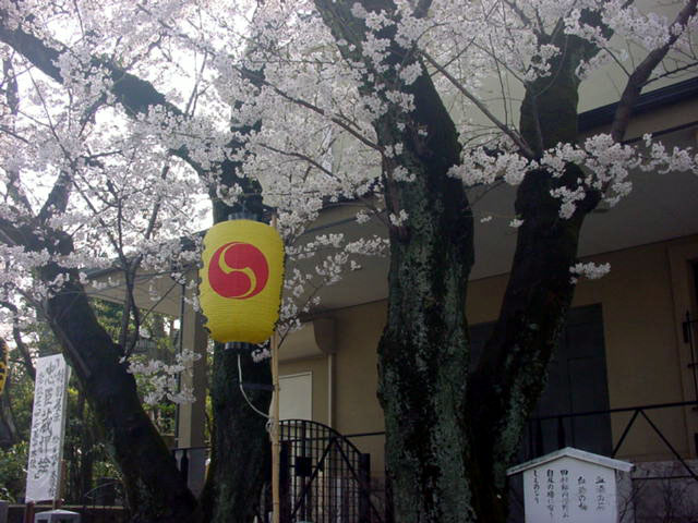 血洗の池の桜