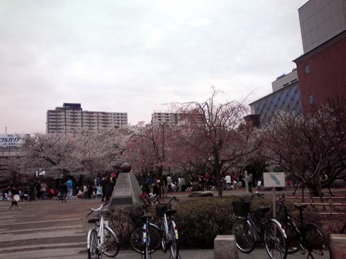 浜町公園のお花見