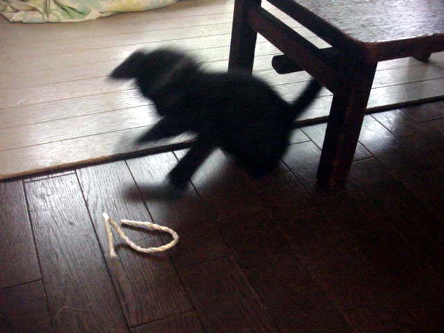 黒猫の動きっておもしろい