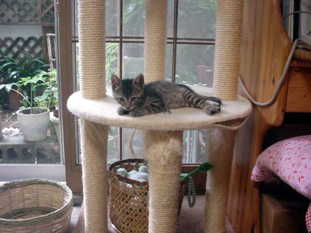 猫タワーの上でくつろぐかいちゃん
