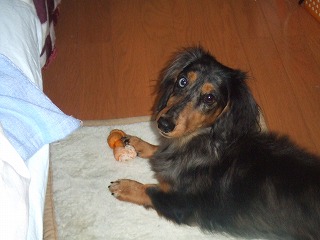 だっくんはちみつガム４