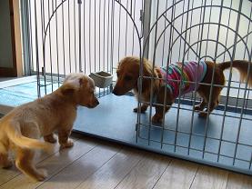 あたしのおへやよ！