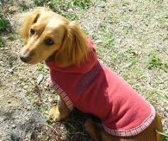 なんちゃってコムサ隊1号