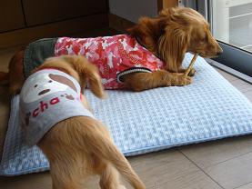 ぬきあし、さしあし