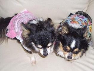 ルイちゃん・イヴちゃん