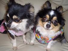 ルイちゃん・イヴちゃん２