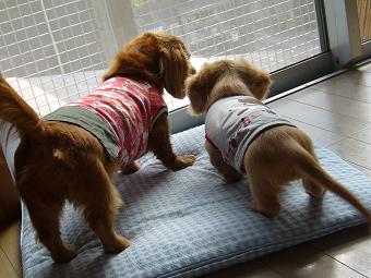 ないしょばなし