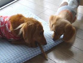 アイちゃんのおいしそう