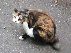 猫