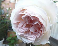 セバスチャンクナイプ