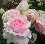 ピエールドロンサール