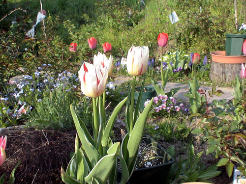 DSC02518.JPG