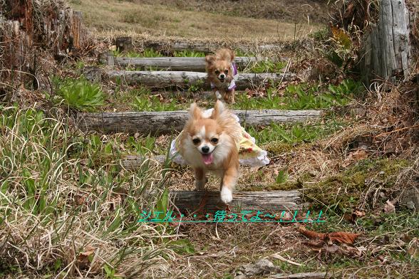 シエル・・・待ってよ