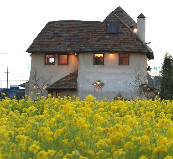 菜の花とさんぽ道