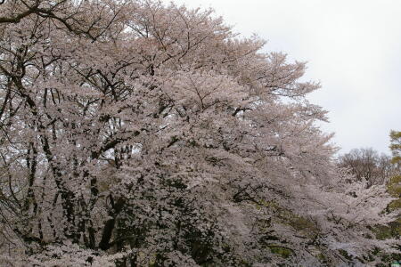 桜