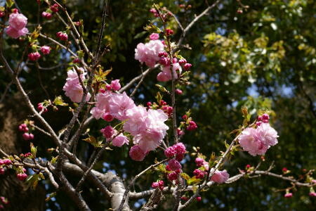 八重桜