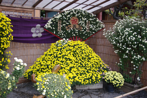 亀戸天神社 菊まつり04