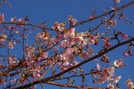 河津桜