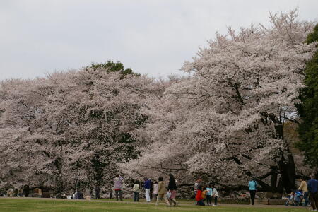 桜