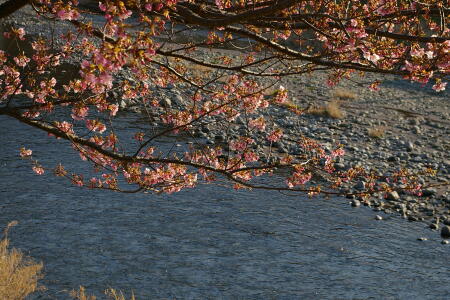 河津桜