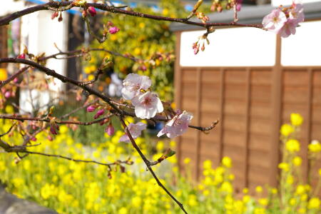 河津桜