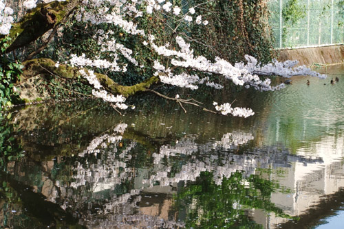 本門寺公園の桜