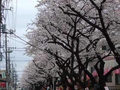 桜並木通り