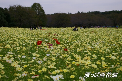 昭和記念公園コスモス4