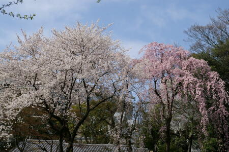 桜