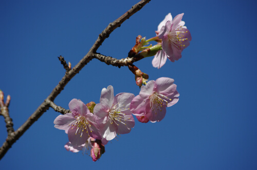 河津桜