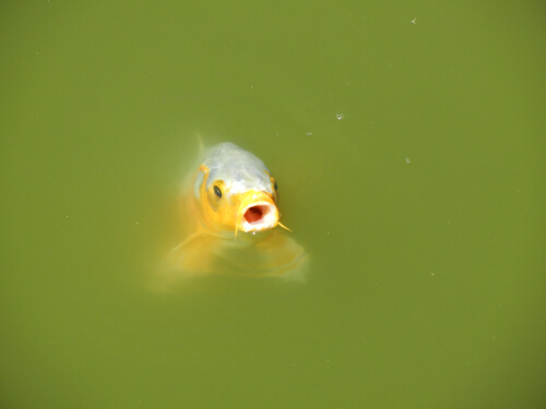 旧芝離宮恩賜庭園4