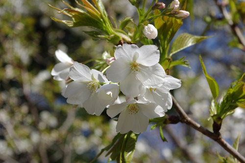 新宿御苑の桜1