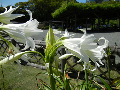 旧芝離宮恩賜庭園1