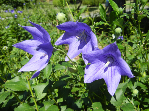 旧芝離宮恩賜庭園2