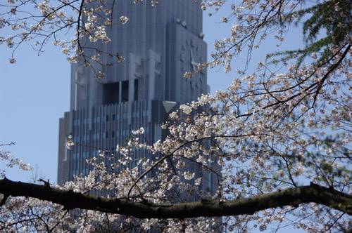 新宿御苑の桜2