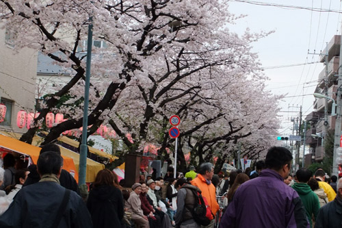 桜並木通り