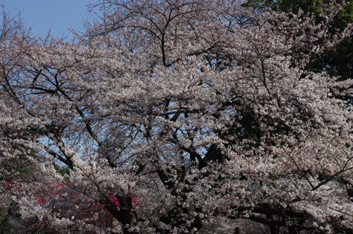 新宿御苑の桜3