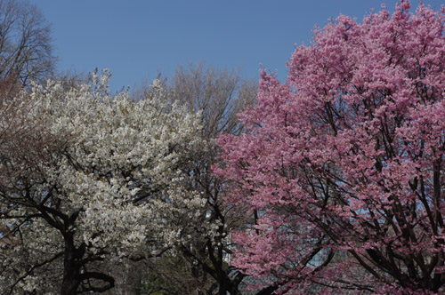 新宿御苑の桜4