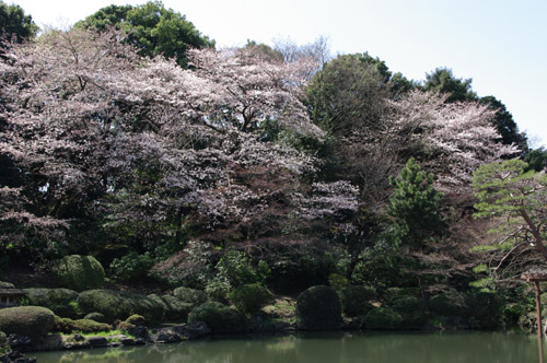 新宿御苑の桜