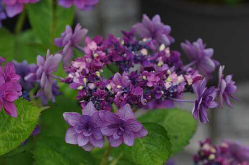 長谷寺の紫陽花8