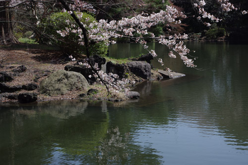 新宿御苑の桜6