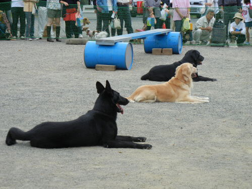 犬の躾け教室3