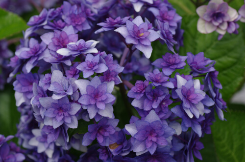 長谷寺の紫陽花10