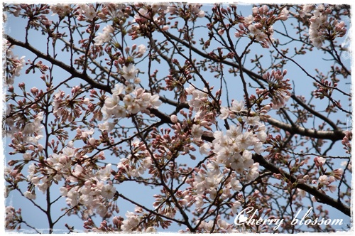 たぬき山公園の桜(3/23)