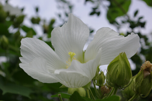 芙蓉